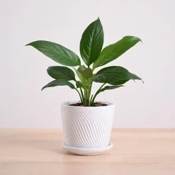 Peace Lily Plant