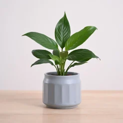 Peace Lily Plant