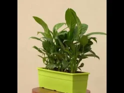 Peace Lily Plant - Set of 2
