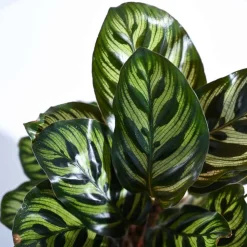 Peacock Plant