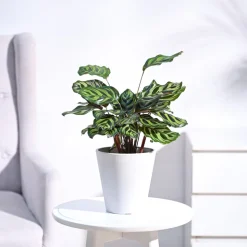 Peacock Plant