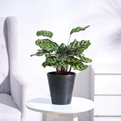 Peacock Plant