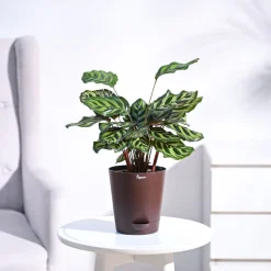 Peacock Plant