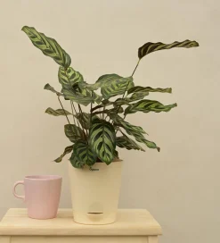 Peacock Plant