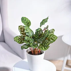 Peacock Plant