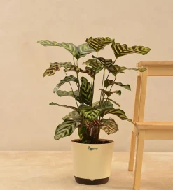 Peacock Plant
