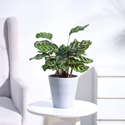 Peacock Plant