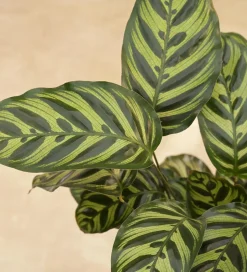 Peacock Plant