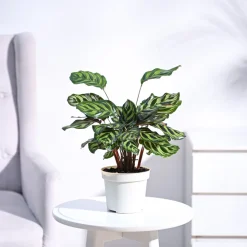 Peacock Plant
