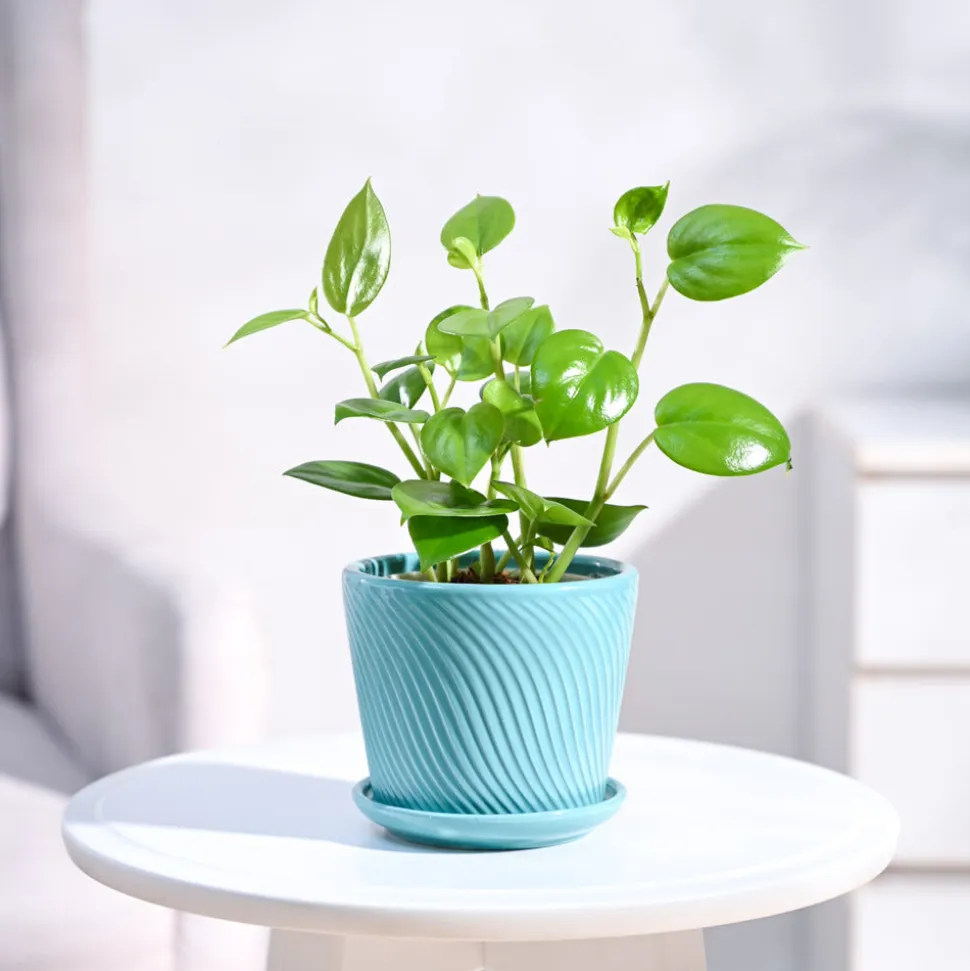 Peperomia Green Creeper Plant
