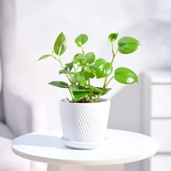 Peperomia Green Creeper Plant