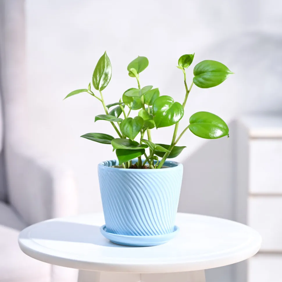 Peperomia Green Creeper Plant