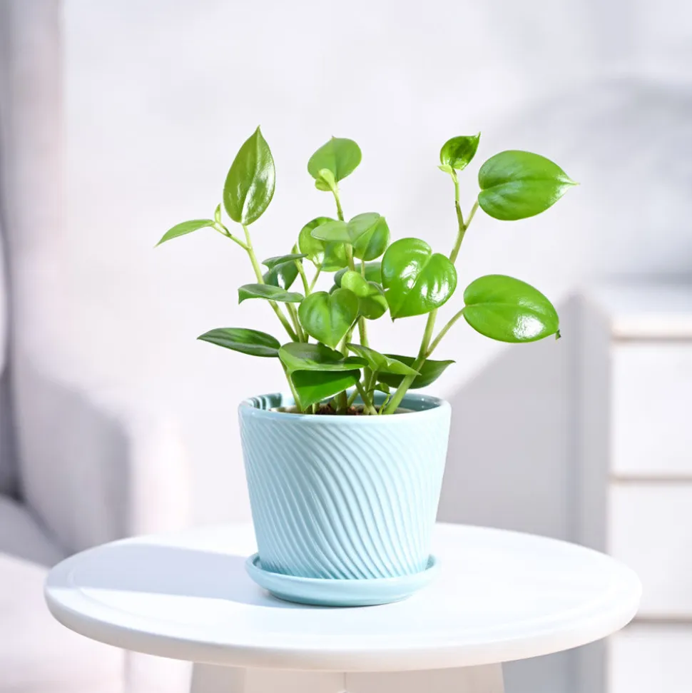 Peperomia Green Creeper Plant