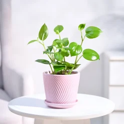 Peperomia Green Creeper Plant