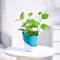 Peperomia Green Creeper Plant