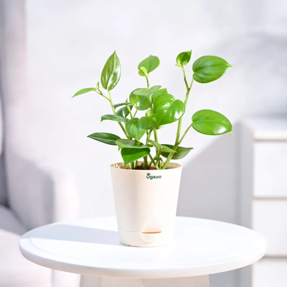 Peperomia Green Creeper Plant