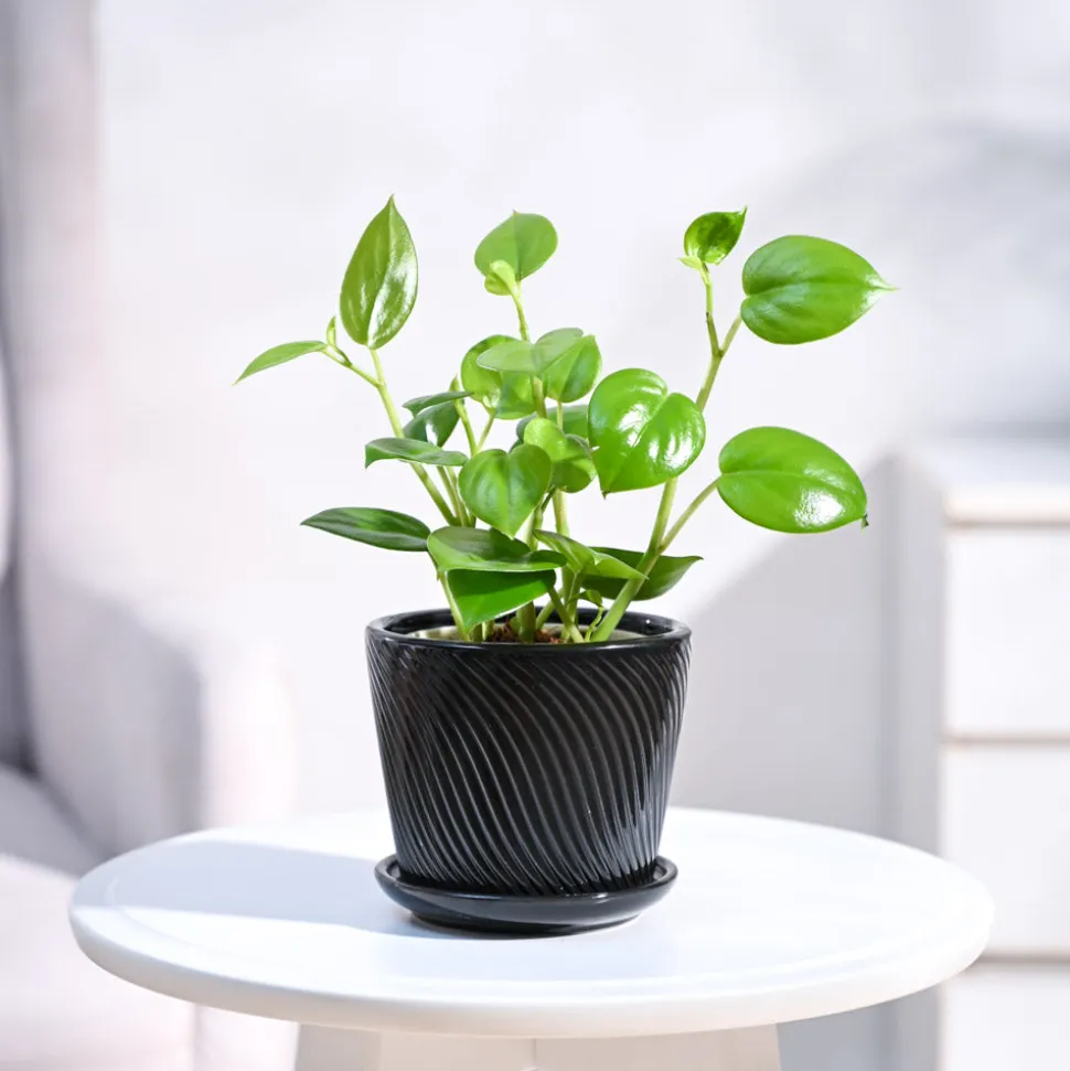 Peperomia Green Creeper Plant