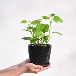 Peperomia Green Creeper Plant