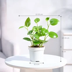 Peperomia Green Creeper Plant