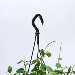 Peperomia Green Creeper with Hanging Planter