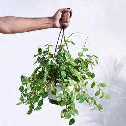 Peperomia Green Creeper with Hanging Planter