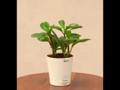 Peperomia Green Plant