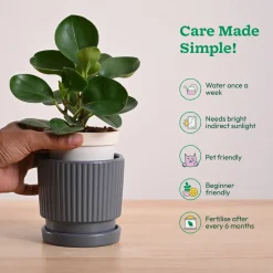 Peperomia Green Plant