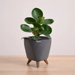 Peperomia Green Plant