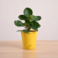 Peperomia Green Plant
