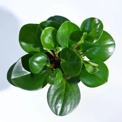 Peperomia Green Plant