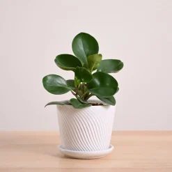Peperomia Green Plant
