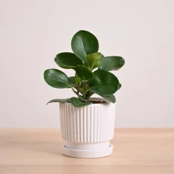 Peperomia Green Plant