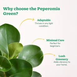 Peperomia Green Plant
