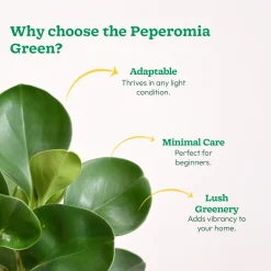 Peperomia Green Plant