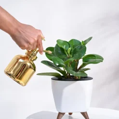 Peperomia Green Plant