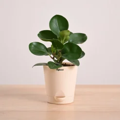 Peperomia Green Plant