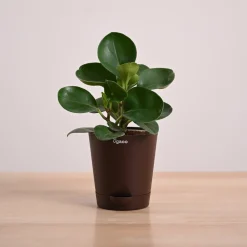 Peperomia Green Plant