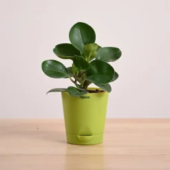 Peperomia Green Plant
