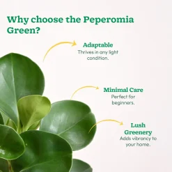Peperomia Green Plant