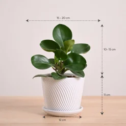 Peperomia Green Plant