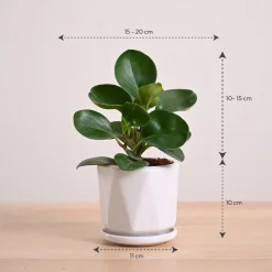 Peperomia Green Plant