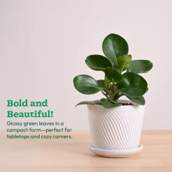 Peperomia Green Plant