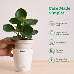 Peperomia Green Plant