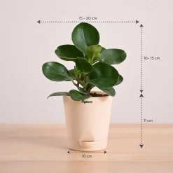 Peperomia Green Plant