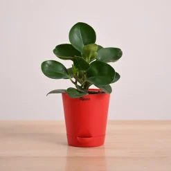 Peperomia Green Plant