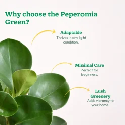 Peperomia Green Plant