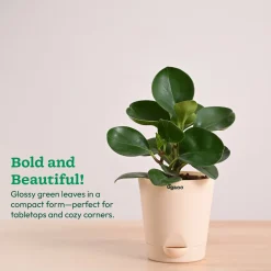 Peperomia Green Plant