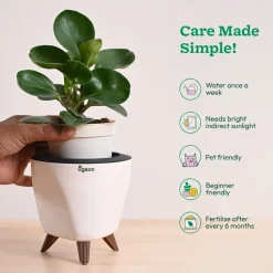 Peperomia Green Plant