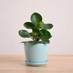 Peperomia Green Plant