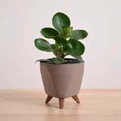 Peperomia Green Plant
